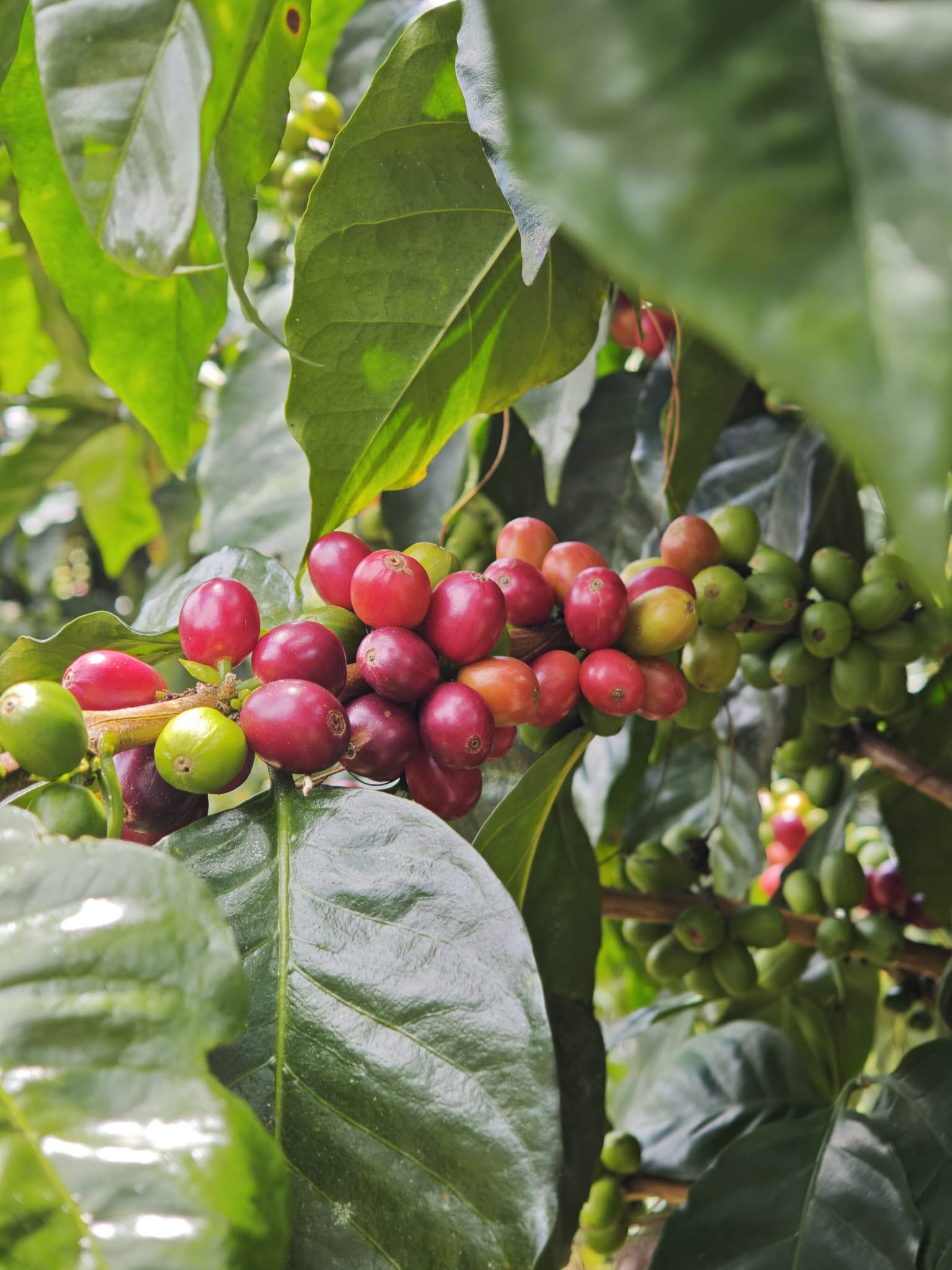 Reife Kaffeekirschen am Baum