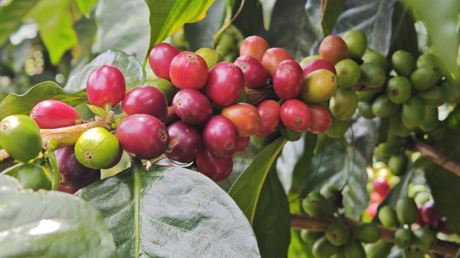 Reife und unreife Kaffeekirschen am Zweig